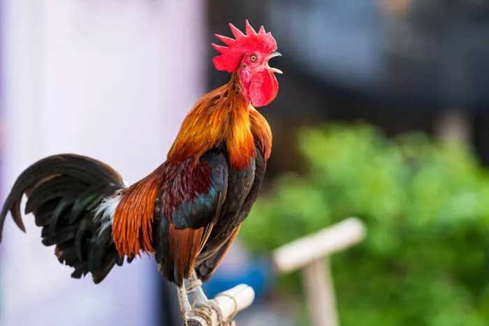 Giống gà biểu tượng quyền lực của hoàng gia cất 