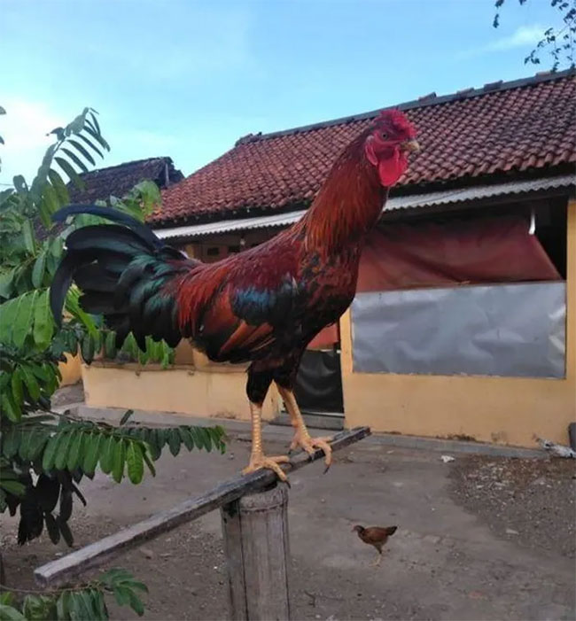 Giống gà biểu tượng quyền lực của hoàng gia cất 