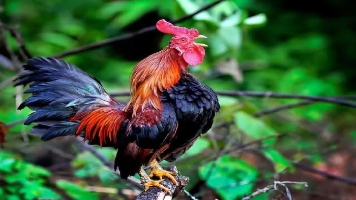 Giống gà biểu tượng quyền lực của hoàng gia cất 