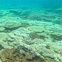 Vì sao xảy ra hiện tượng san hô chết, bị tẩy trắng ở Côn Đảo?