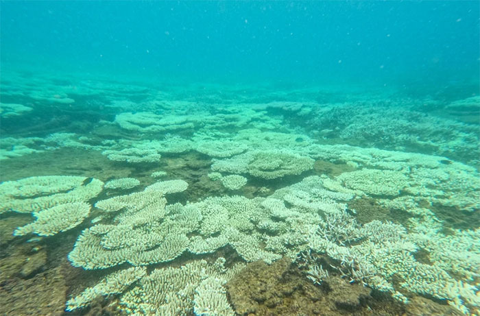 Hiện tượng san hô bị tẩy trắng ở Côn Đảo?| Tân Thế Kỷ