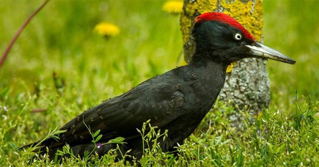 Vì sao một số loài chim "tắm trong kiến"?