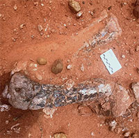 Xương quái thú 210 triệu năm tuổi từ kỷ Tam Điệp "hiện hình" ở Zimbabwe