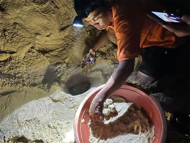 Rùa biển lại vào bãi biển ở Bình Định đẻ trên 100 trứng