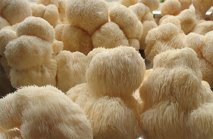 Giải mã 2 loài sinh vật lần đầu tìm thấy trên ngọn núi được ví như 