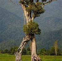 Loại cây "biết đi" hàng trăm năm tuổi kỳ lạ ở New Zealand