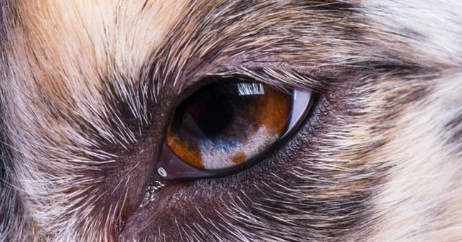 Tại sao rất nhiều loài động vật có mí mắt thứ ba, bao gồm cả thú cưng của chúng ta, nhưng con người thì không?