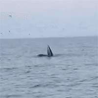 Cá voi dài 10m liên tục ngoi lên mặt nước ở vùng biển Bình Định