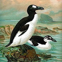Tại sao loài chim cánh cụt khổng lồ được tìm thấy trên khắp Bắc Cực lại bị tuyệt chủng hơn 100 năm trước?