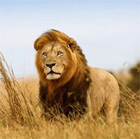 Tại sao sư tử đực ngừng săn mồi khi chúng đã trở thành vua sư tử?