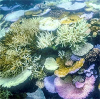 Các rạn san hô đối mặt nguy cơ từ dịch bệnh của nhím biển ở Biển Đỏ