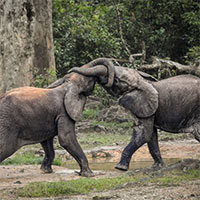 Nghiên cứu mới phát hiện loài voi gọi nhau bằng tên