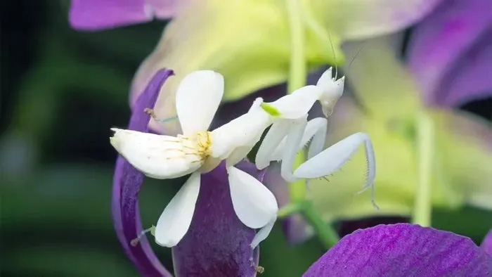 Bọ ngựa phong lan - sát thủ tàn nhẫn dưới vẻ ngoài xinh đẹp