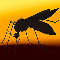 Top 5 sự kiện lịch sử liên quan tới muỗi