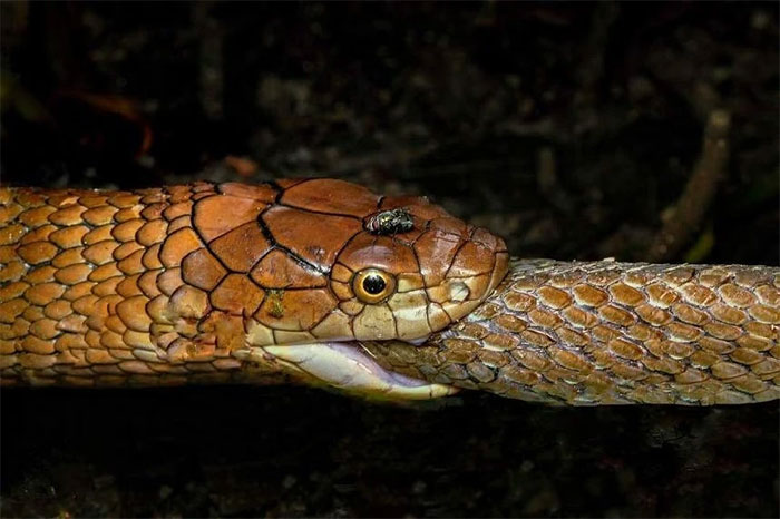 Aunque ocasionalmente se ven cobras reales en áreas naturales de Singapur