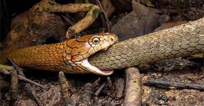 Vô tình chụp được bức ảnh đi vào lịch sử tự nhiên Singapore