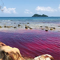 Thủy triều đỏ xuất hiện ở biển Phú Quốc