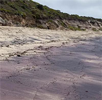 Giải mã những bãi biển ngọc hồng lựu ở Australia