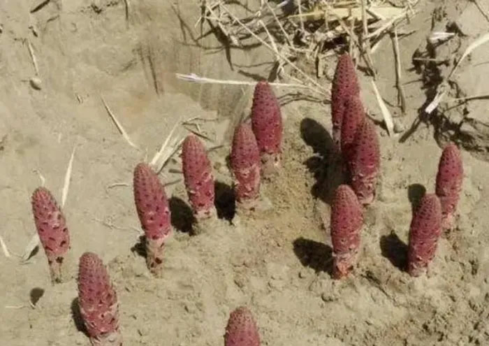 Bí ẩn 