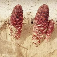 Bí ẩn "quái cây đỏ rực" trồi lên giữa sa mạc, giá chỉ 130.000đ/kg nhưng có tiền cũng khó mua