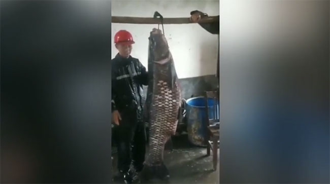 Cá trắm đen khổng lồ