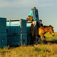 Ngựa hoang trở lại thảo nguyên Kazakhstan sau 200 năm vắng bóng