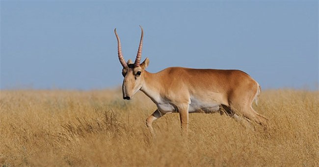 Loài động vật kỳ dị bước ra từ thần thoại, giá gần trăm triệu/kg, từng sống sót qua kỷ băng hà