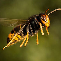 Loài ong "sát thủ châu Á" gây khiếp sợ ở nước Anh
