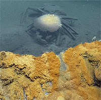 Hồ tử thần giết chết vô số sinh vật dưới đáy vịnh Mexico