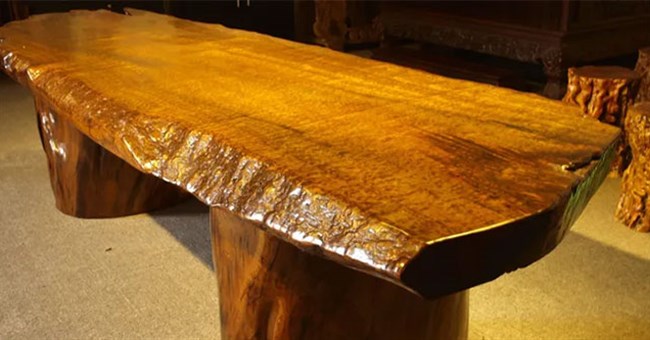 Loại gỗ quý hơn vàng, cây giống lại rẻ bèo nhưng tại sao không ai muốn trồng?