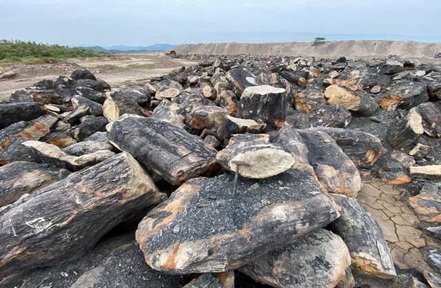 Khám phá mỏ hóa thạch lớn nhất Đông Nam Á ở Việt Nam: Hơn 30 triệu năm tuổi, nhiều loài mới được tìm thấy