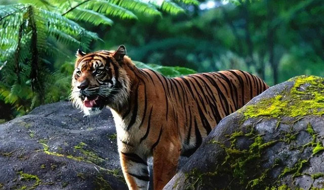 Vì sao Trung Quốc lại quyết định thả 5 con hổ Hoa Nam vào đồng cỏ châu Phi?