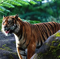 Vì sao Trung Quốc lại quyết định thả 5 con hổ Hoa Nam vào đồng cỏ châu Phi?