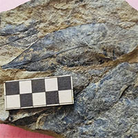 Yên Bái phát hiện hóa thạch hơn 5 triệu năm tuổi