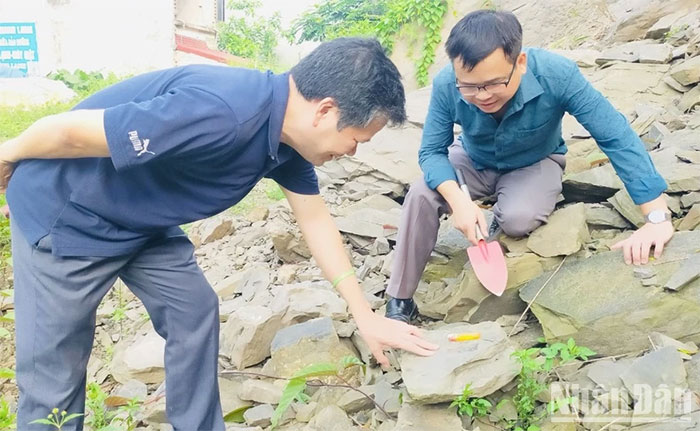 Yên Bái phát hiện hóa thạch hơn 5 triệu năm tuổi