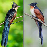 Loài chim có tên gọi độc lạ và ít người biết ở Việt Nam: Dễ nhầm với bìm bịp, có một đặc tính giống tu hú!