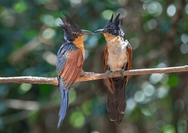 Loài chim có tên gọi độc lạ và ít người biết ở Việt Nam: Dễ nhầm với bìm bịp, có một đặc tính giống tu hú!