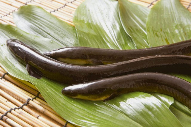 Lươn không có độc, vậy tại sao rắn không dám đụng tới?