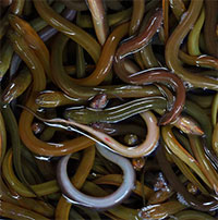Lươn không có độc, vậy tại sao rắn không dám đụng tới?