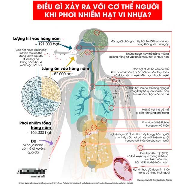 Khi cá ngoài biển vướng phải túi nilon, trong cơ thể người, tinh trùng cũng đang bơi cạnh hạt vi nhựa