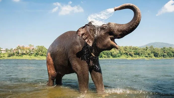 Động vật đang thay đổi như thế nào để đối phó với những đợt nắng nóng mạnh hơn?