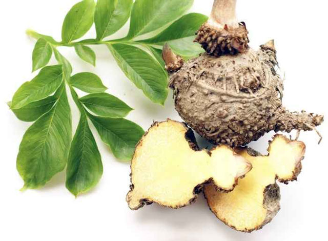 Loại cây có hoa thuộc top to nhất thế giới: Mọc đầy ở Việt Nam, mùi hương đáng sợ, củ giúp chữa bệnh