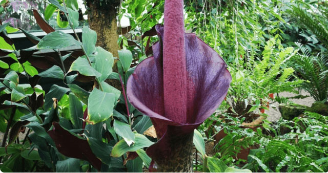 Loại cây có hoa thuộc top to nhất thế giới: Mọc đầy ở Việt Nam, mùi hương đáng sợ, củ giúp chữa bệnh