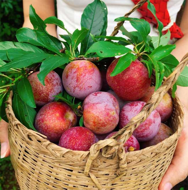 Bất ngờ với những lợi ích sức khỏe từ quả mận