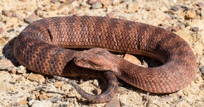 Loài rắn nào sở hữu tốc độ nhanh nhất hành tinh?
