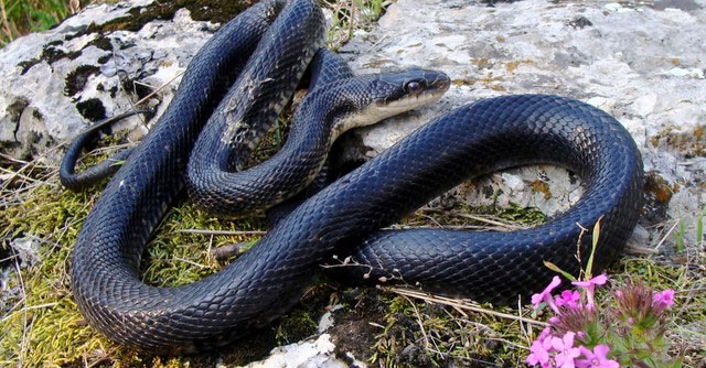 Rat Snake - Rắn chuột