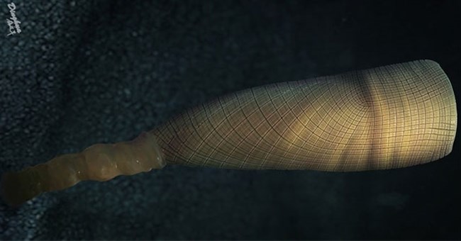 Phát hiện sinh vật lạ 550 triệu tuổi ở Trung Quốc