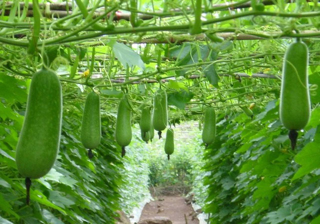 Loại quả nhà nào cũng ăn là ''phương thuốc'' hạ đường huyết, bổ tim và giải độc gan