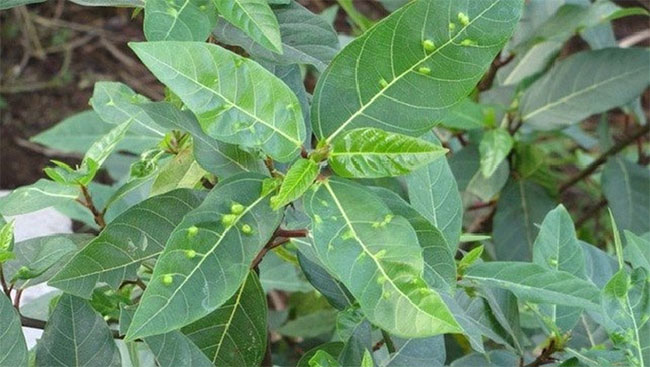 Bạn có biết các nốt sần trên lá sung thực chất là gì không?
