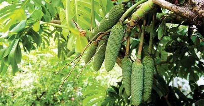 Kỳ lạ loại quả mất một năm mới chín, ăn xanh là độc